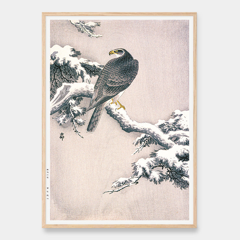 Goshawk on snowy pine branch
