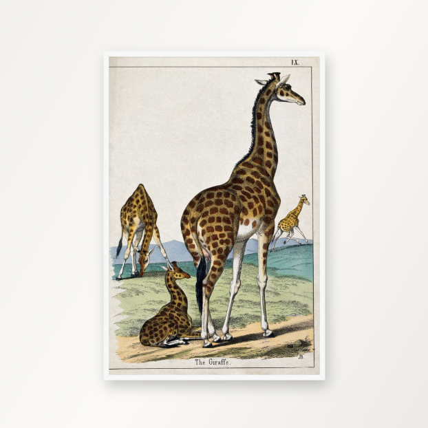 Four giraffes