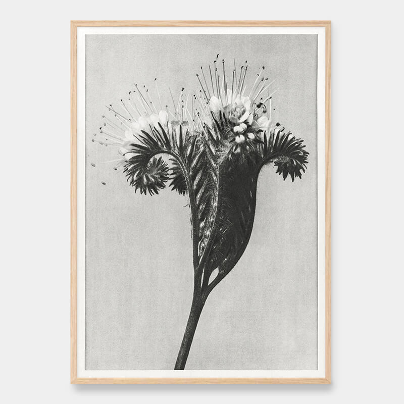 Lacy Phacelia