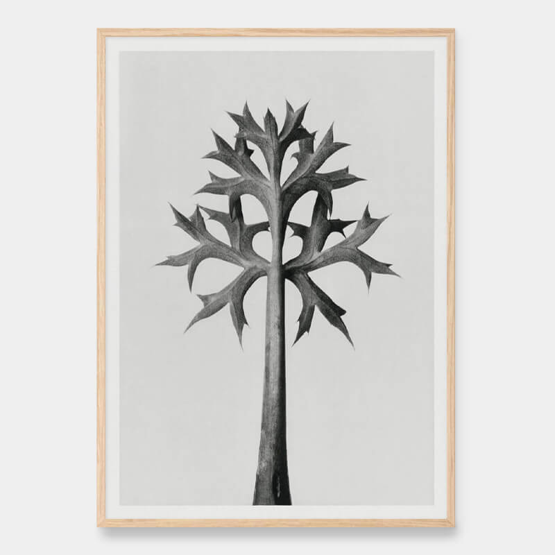 Mediterranean holly