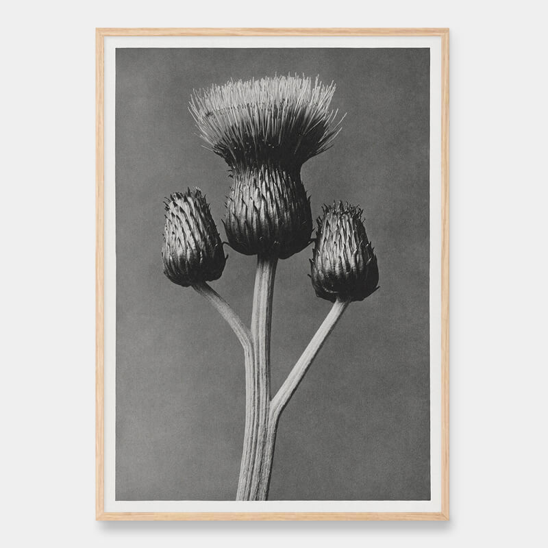 Queen Anne thistle