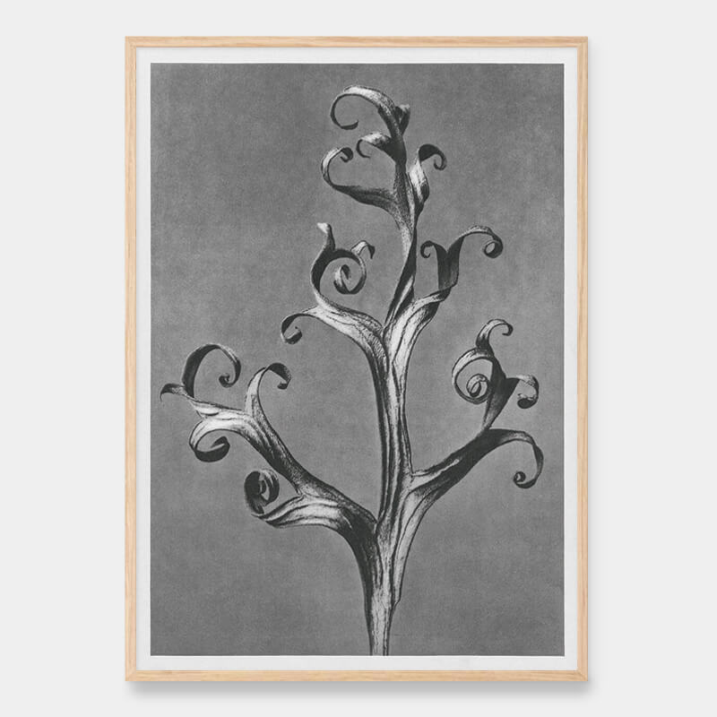 Larkspur