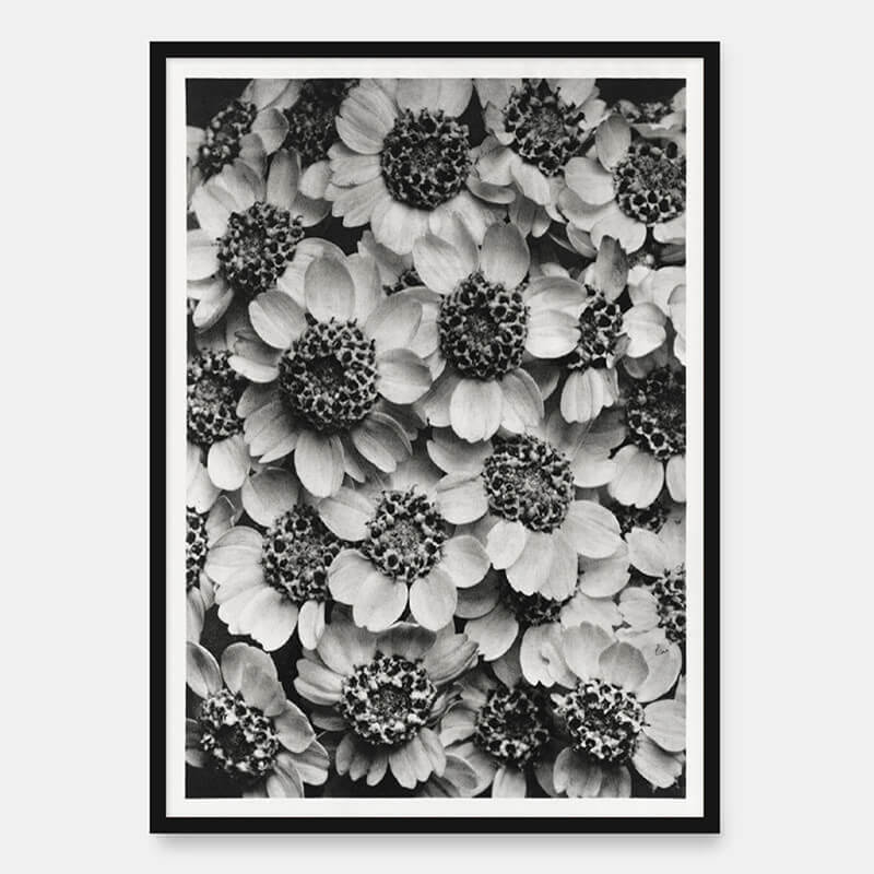 Yarrow