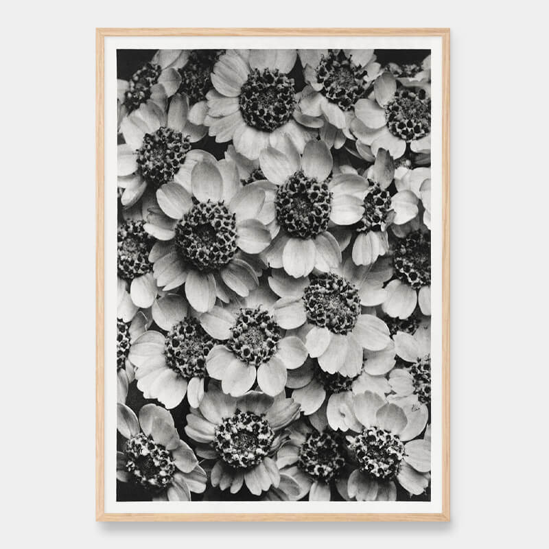 Yarrow