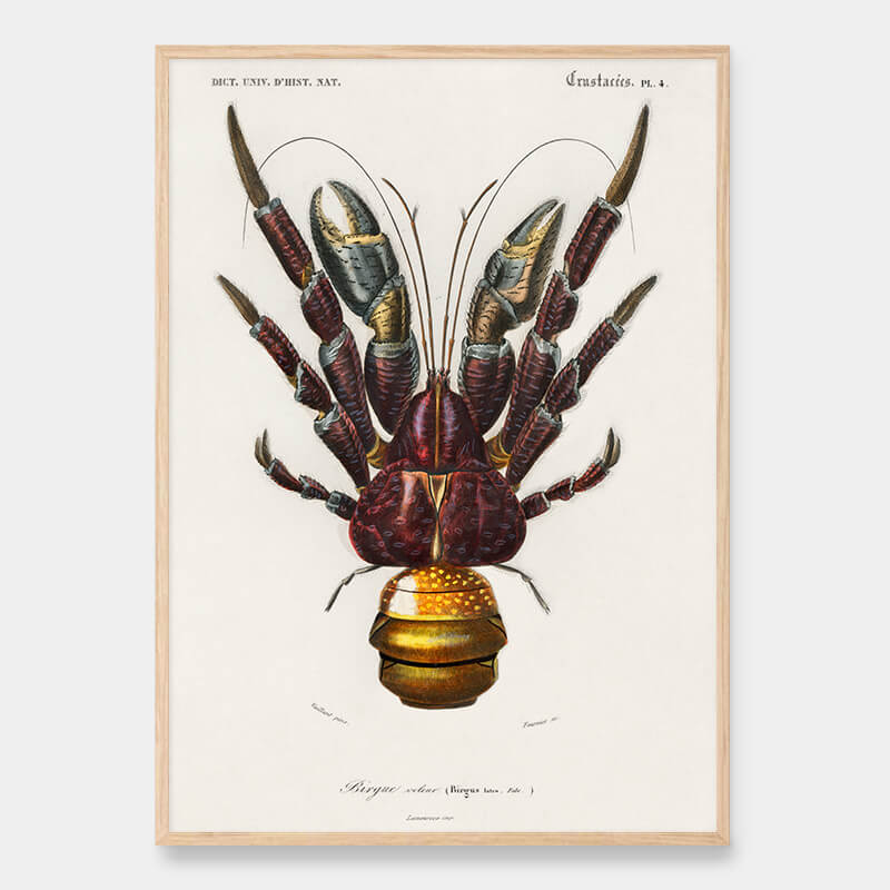 Coconut crab
