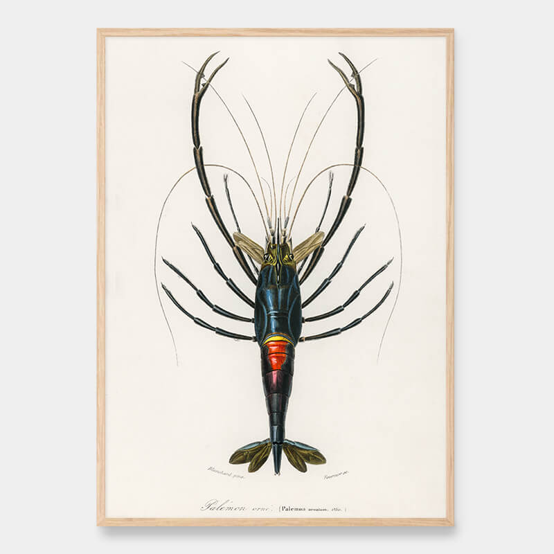 Crayfish