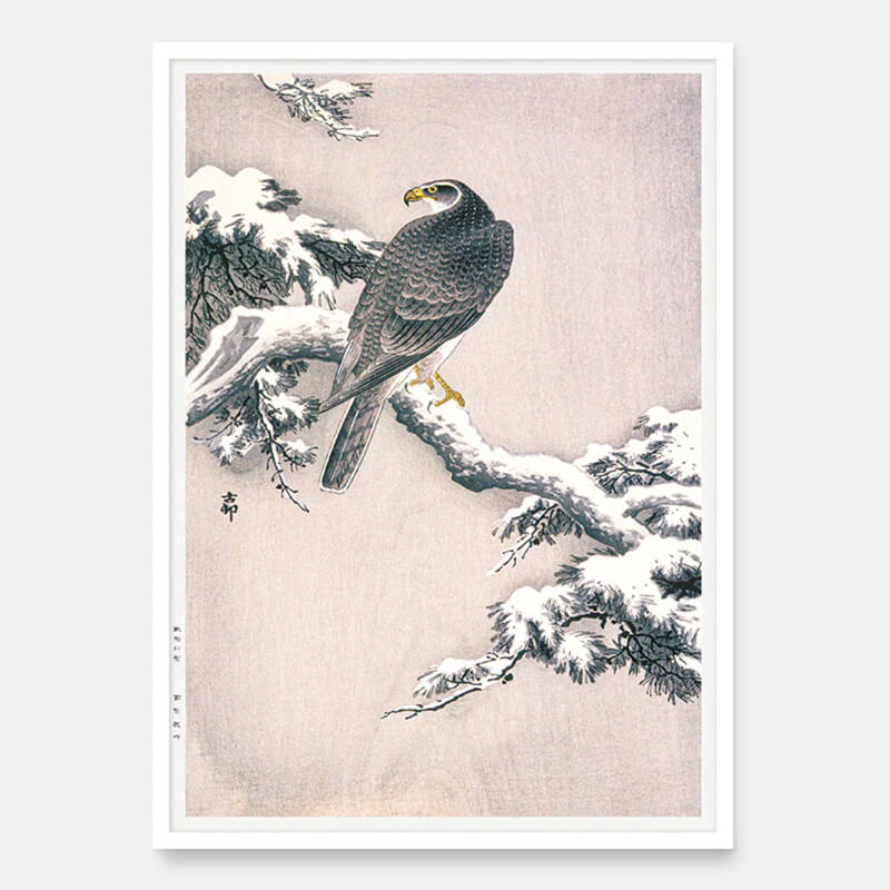 Goshawk on snowy pine branch