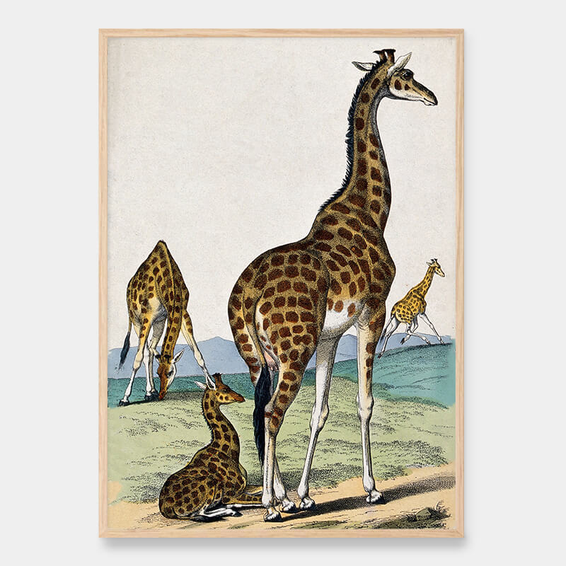 Four giraffes