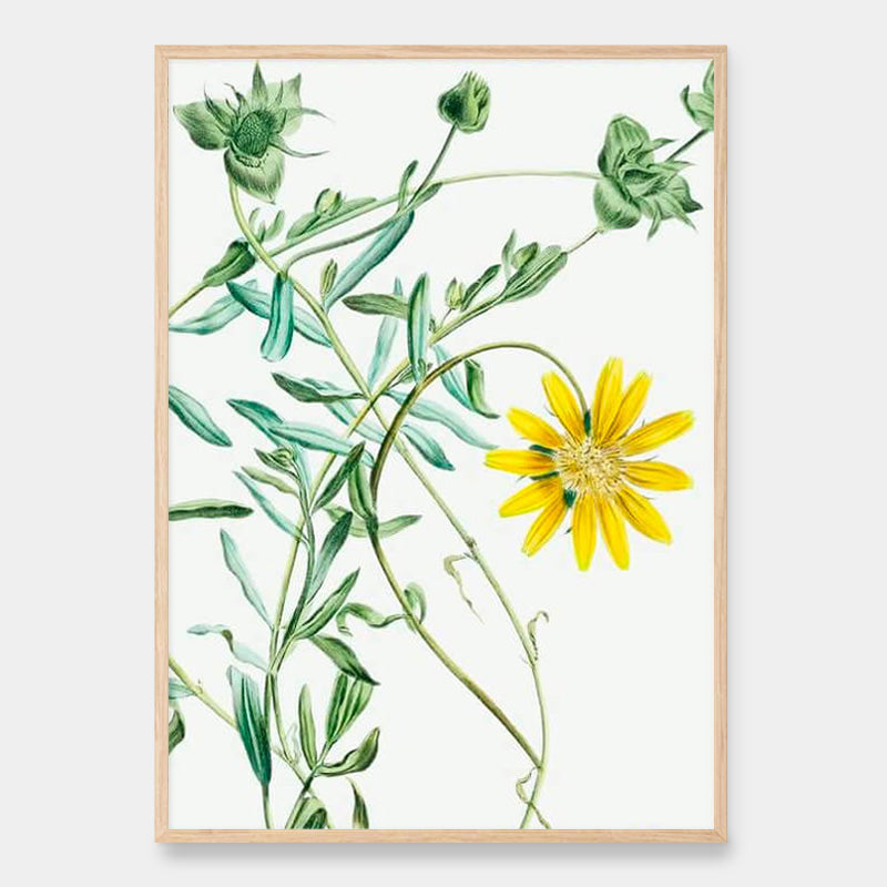 Yellow daisy