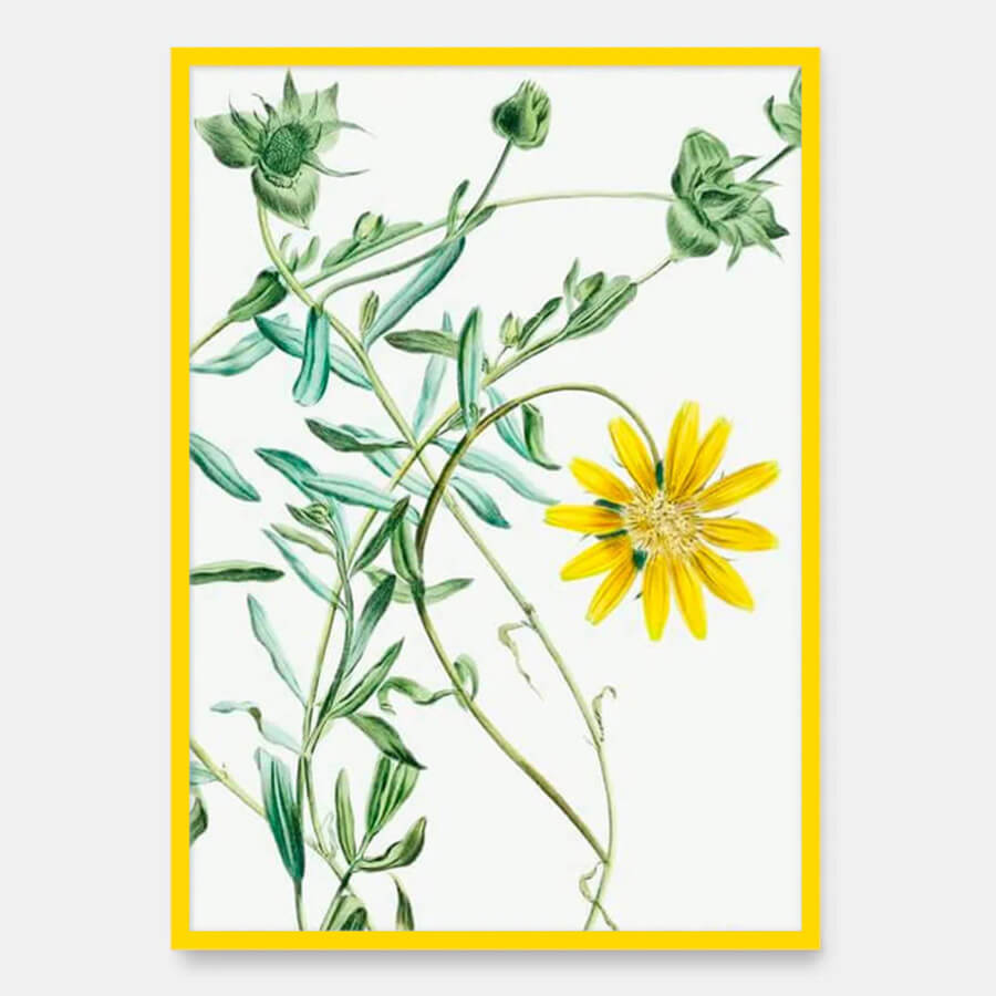 Yellow daisy