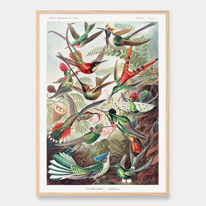 Trochilidae hummingbirds