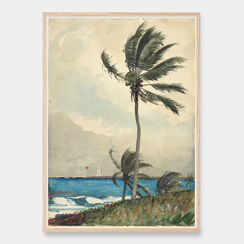 Nassau palm tree in the wind