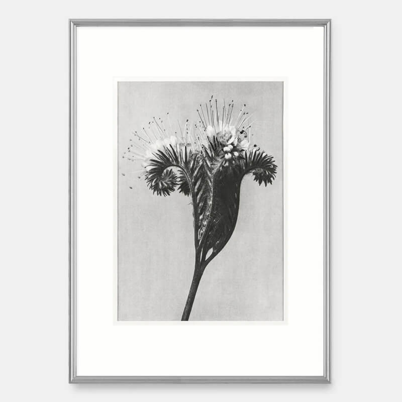Lacy Phacelia