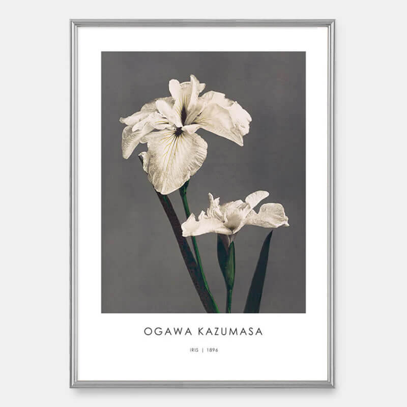 White iris