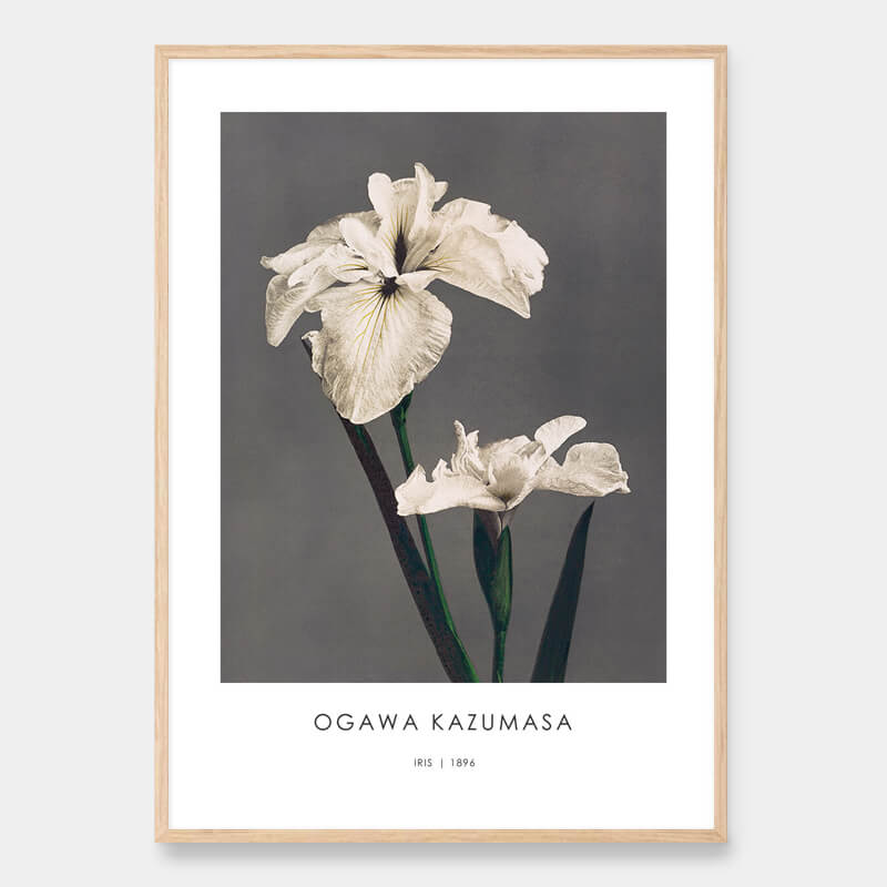 White iris