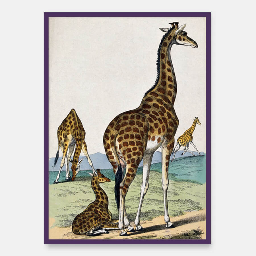 Four giraffes