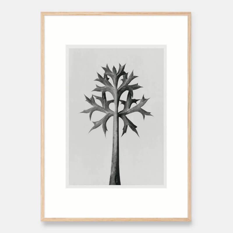 Mediterranean holly