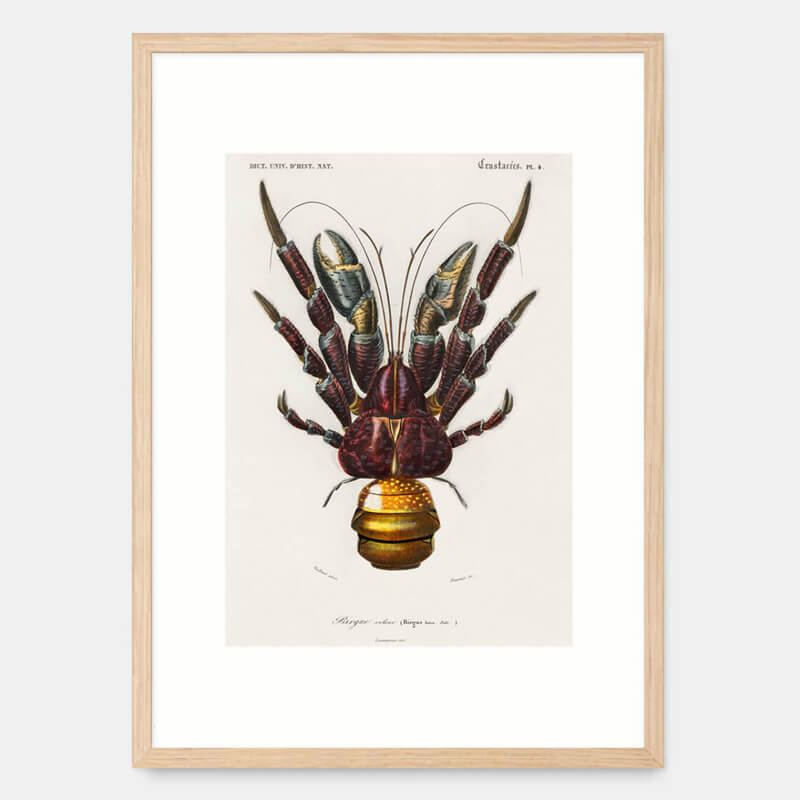 Coconut crab