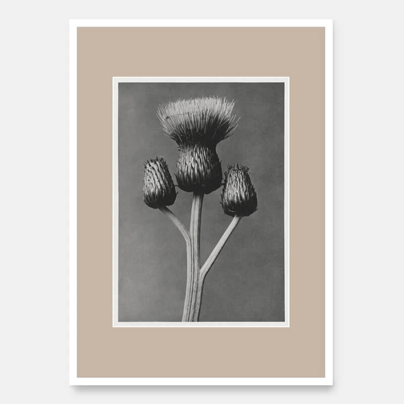 Queen Anne thistle