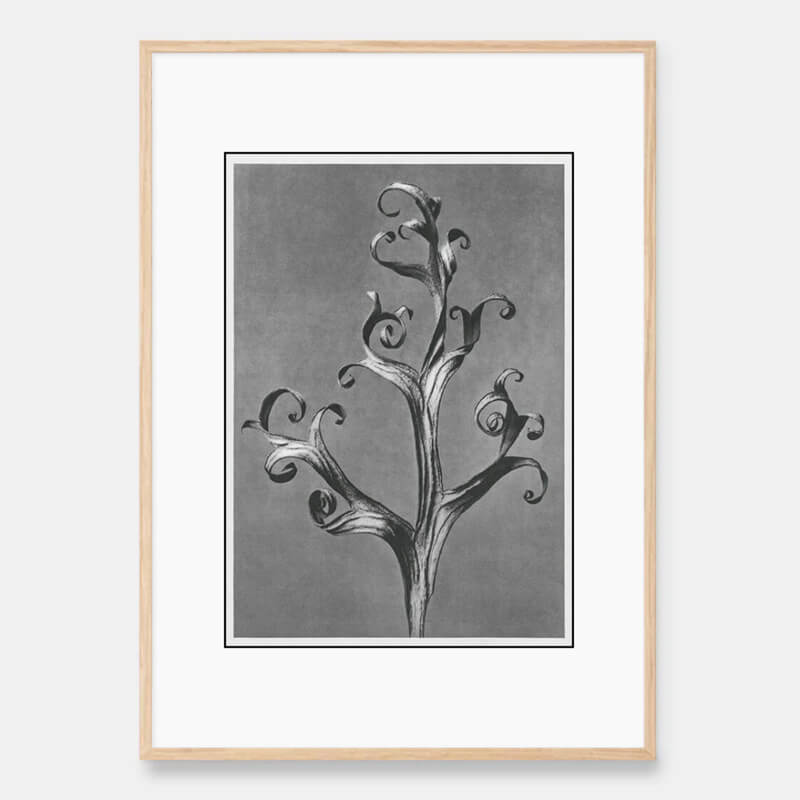 Larkspur