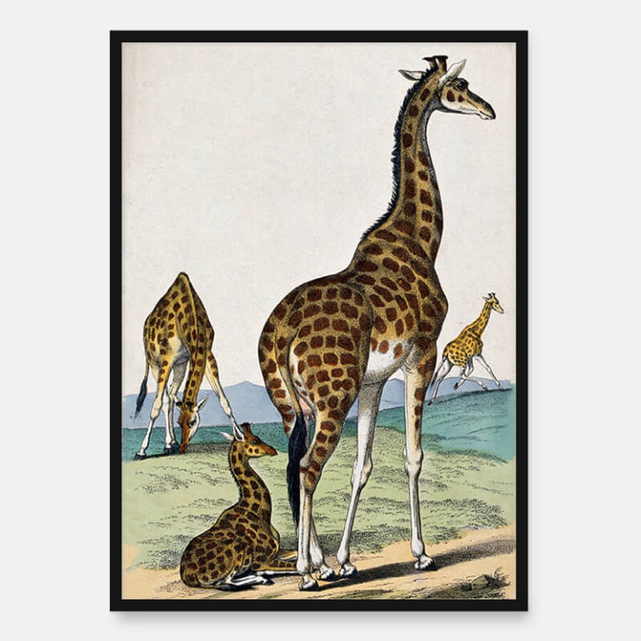Four giraffes