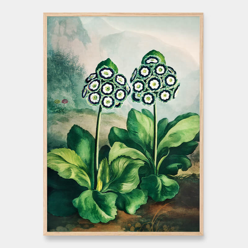 Auricles