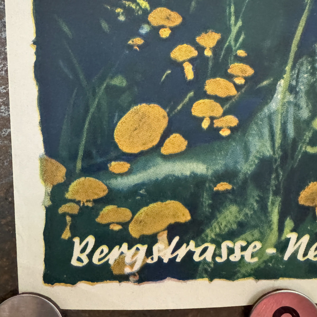 Detalje af blomster og nederste venstre papirmargen