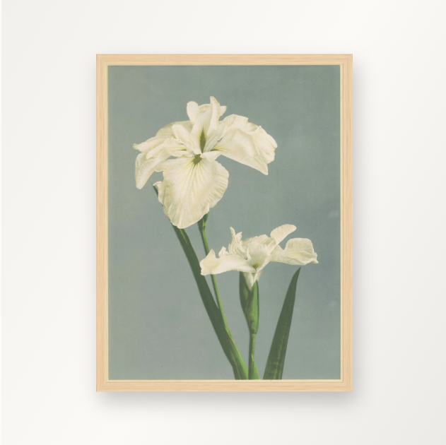 White iris