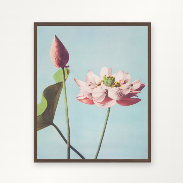 Lotus flowers