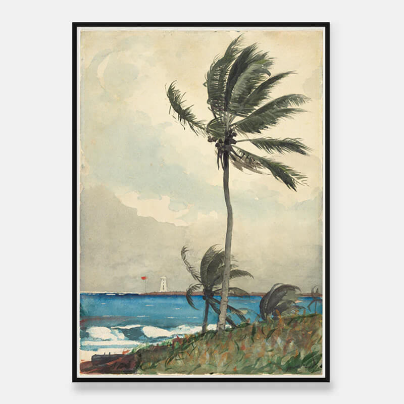 Nassau palm tree in the wind